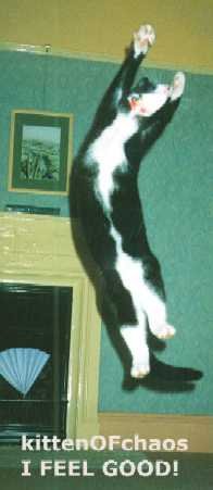 kitty.jpg