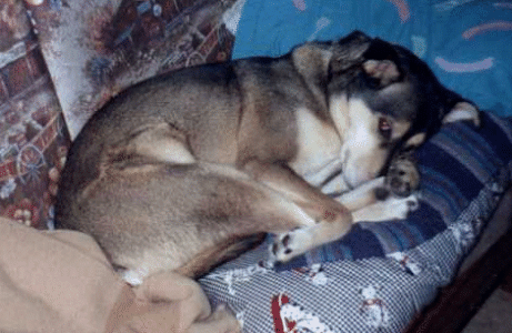 husky1.gif