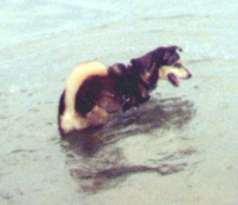 huskybeach.jpg