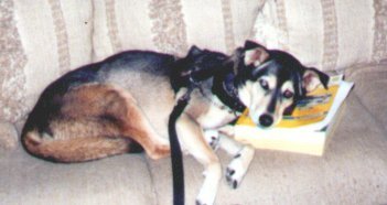 huskypillow.jpg