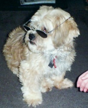 doggiejpg.jpg