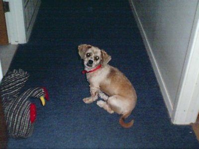 doggydog.jpg