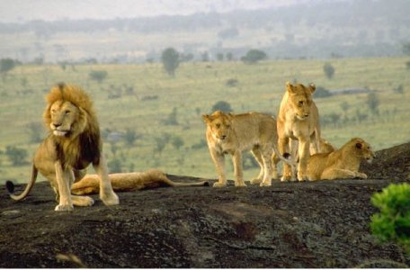 lion pride.jpg