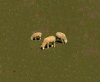 sheep.jpg