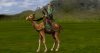 camel archer.jpg