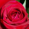 Rose.jpg