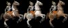 horseVariety.jpg