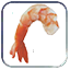 shrimp.png