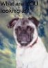 pugtext.jpg