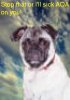 pugtext.jpg