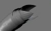 sandworm.jpg
