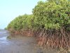A%20mangrove%20ecosystem.jpg