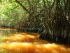 mangrove.jpg