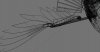 thopter_wing.jpg