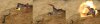 thopter_fx.jpg