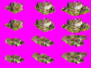 rEURO - 2era.png