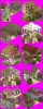 Village Resources.png