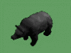BlackBearPreview.gif