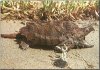 AlligatorSnappingTurtle_01-Barking_on_sand.JPG
