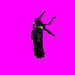 WailingVirgin.gif