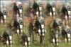 elephants.jpg