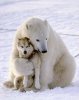 _polar-bear-hugging-wolf.jpg
