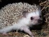 hedgehog.jpg