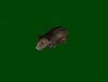 Hampster.jpg