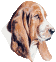 bassett3.png