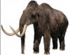 Woolly_Mammoth.jpg