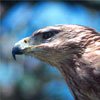 eagle2.jpg