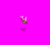 HarpyF1.gif