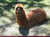 Llamapillar.jpg