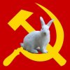 bunny.jpg
