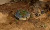 Civ4ScreenShot0057.JPG