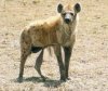 skinnyhyena.jpg