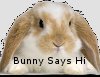 Bunny.jpg
