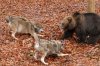 ist2_5332562-wolves-threaten-a-bear.jpg