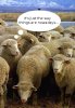 baaaa.jpg