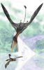 Darwinopterus-flying.jpg