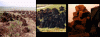 peats2.gif