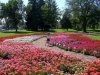 geraniums with emma_medium.jpg