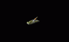 quantum.gif