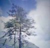 larch-05.jpg
