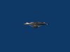 Enterprise F front view.jpg Enterprise F front view.jpg