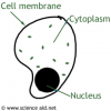cell.png