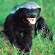 Honey_Badger_80.jpg