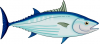 SkipJack.PNG