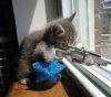 kitty sniper.jpg