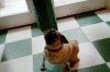 pugsleebegging.jpg